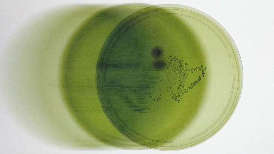 Olive polyphenols, the compounds behind olive oil and gut health