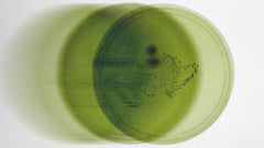 Is Olive Oil Good for Gut Health? What the Research Shows