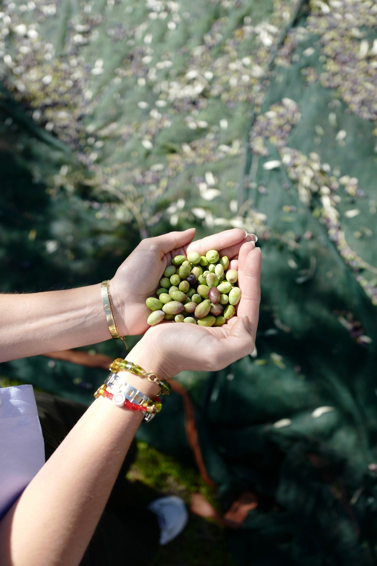 Olive harvest — the source of clinically studied polyphenols