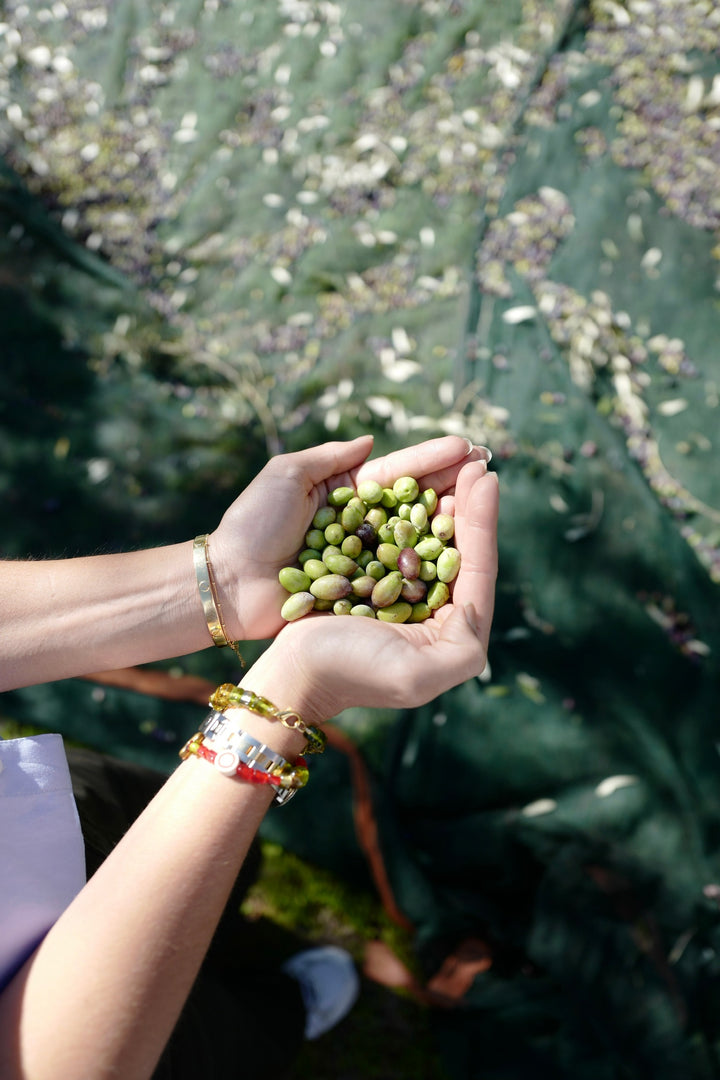 Olive harvest — the source of clinically studied polyphenols