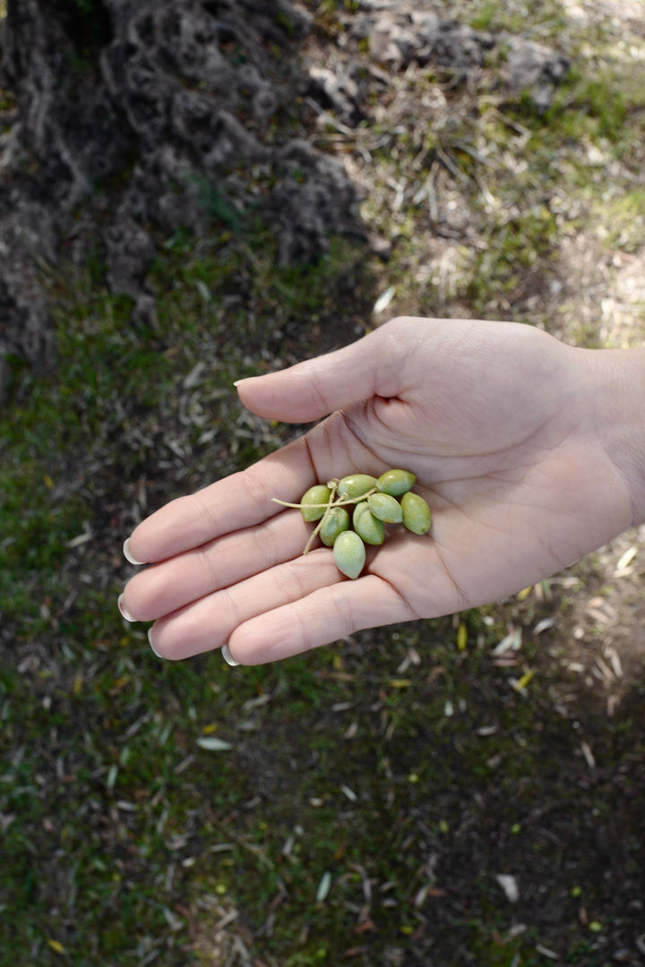 Early-harvest Olympia olives in hand, Messinia Greece